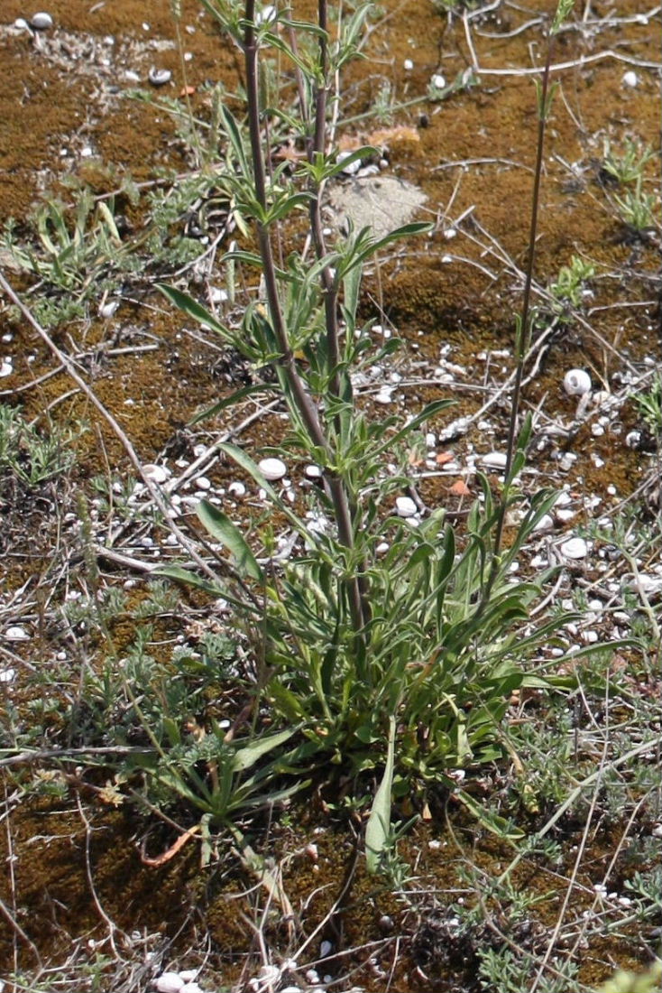 Silene otites / Silene otite